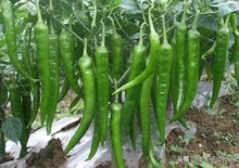 你知道，辣椒在長征紅軍中起著怎樣的作用嗎？不僅是吃那麼簡單