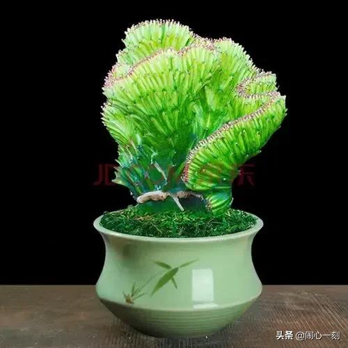 分享&mdash;&mdash;招財麒麟多肉