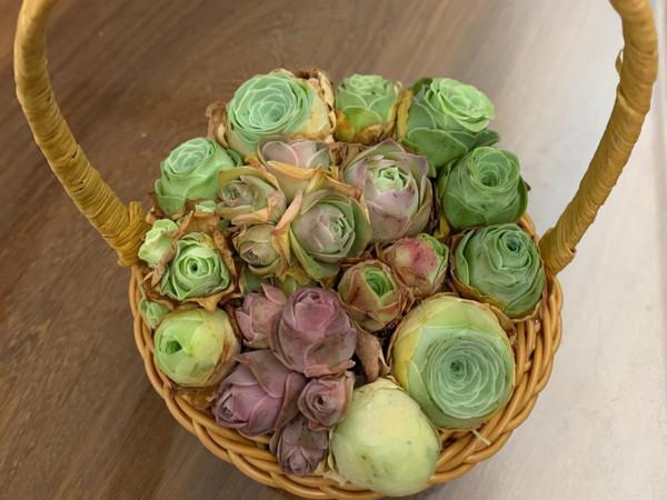 這10款多肉耐陰能力強，在室內陽臺上照樣長得漂亮，養起來真省心