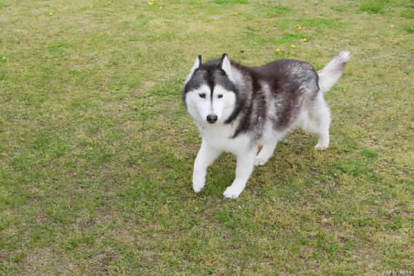 “隱形殺手”犬心絲蟲,狗狗有這些症狀,主人可要注意了 “隱形殺手”犬心絲蟲,狗狗有這些症狀,主人可要注意了