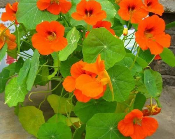 分享旱金蓮 花葉有極高觀賞價值全顆可以入藥 深受大家喜愛