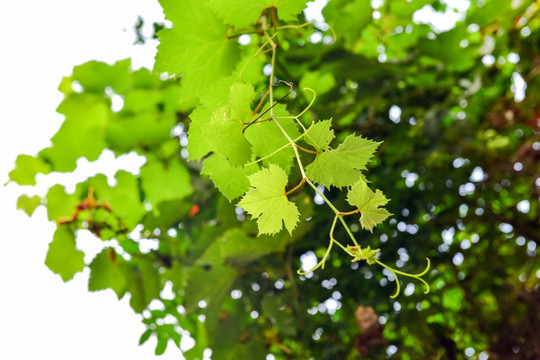 院子裡不能種葡萄樹？家人出事就賴葡萄樹？是科學還是迷信？