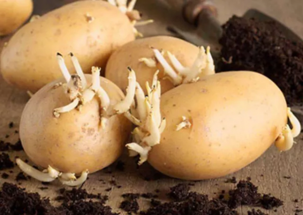 四種食物發芽後營養或會倍增，有你愛吃的嗎？