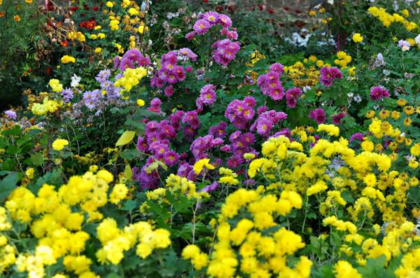 李商隱借菊花自喻的一首千古佳作，渾然一體，堪稱詠物詩的典範