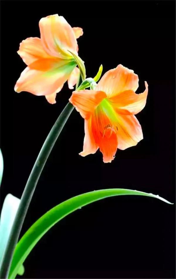 分享：花開並蹄，開得如此燦爛唯美，奇觀美景，令人陶醉