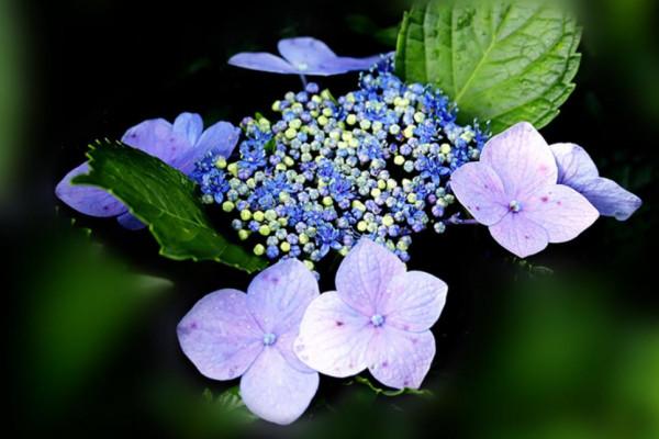 &OpenCurlyDoubleQuote;有無福氣，一看便知&rdquo;：一個家庭的福氣，取決於這三個人的貌相