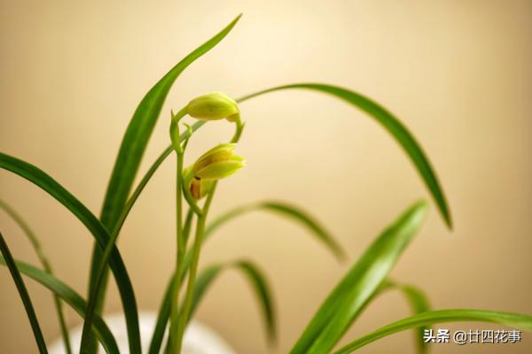 蘭花好容易出了花苞,又消苞了?教你“護苞6招”,放心等待花開 蘭花好容易出了花苞,又消苞了?教你“護苞6招”,放心等待花開