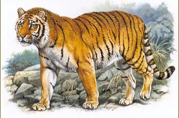 我國永久消失的23種野生動物,僅剩下標本,它們消亡於人類的貪慾 我國永久消失的23種野生動物,僅剩下標本,它們消亡於人類的貪慾