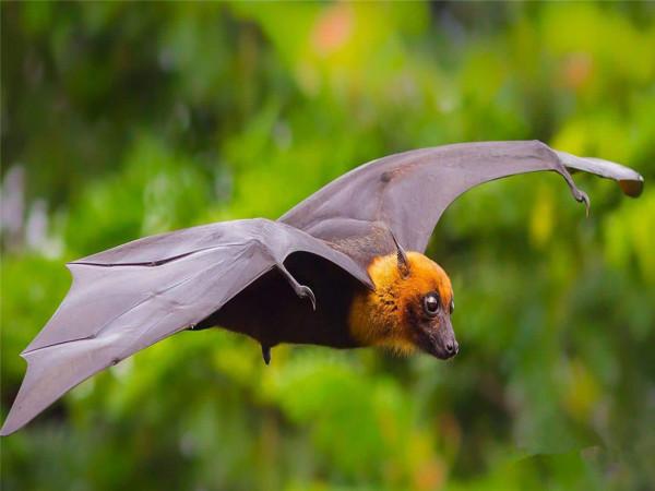 “毒王”蝙蝠：為什麼偏偏喜歡倒掛著睡覺，不怕腦袋充血嗎？