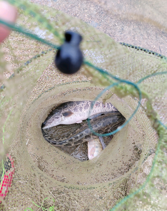 珠江邊成群泥鰍、黃鱔、黑魚亂竄，附近釣魚人：直直朝我們游來