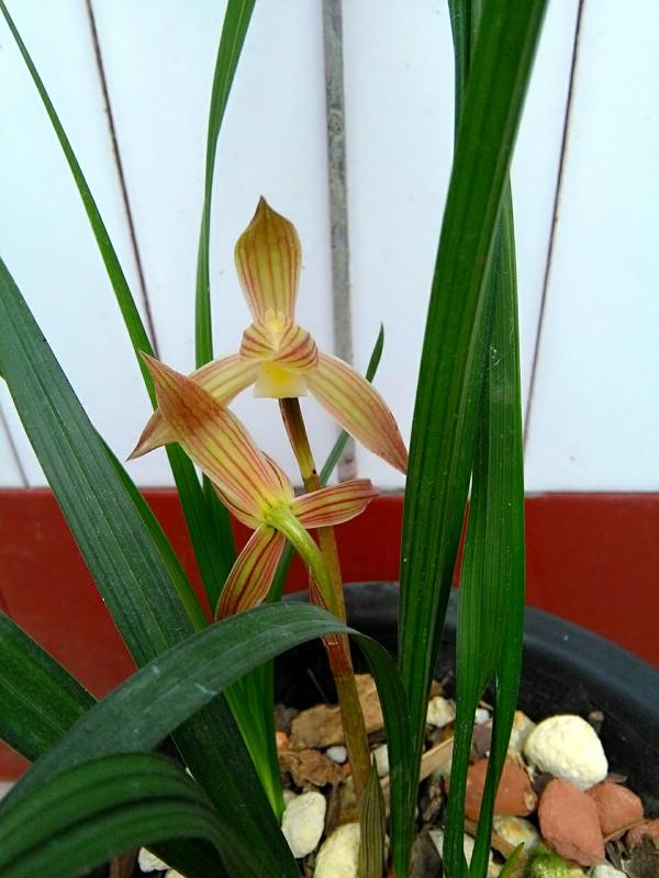 2011年，他收到一棵藝草春蘭，後來開出絕世好花，大佬想要買斷