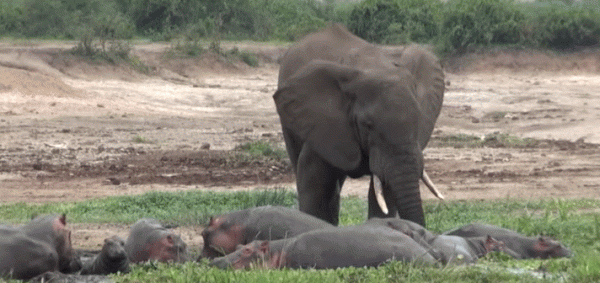 非洲公象戰鬥力到底有多厲害?現存地表最強,稱霸非洲草原無敵手 非洲公象戰鬥力到底有多厲害?現存地表最強,稱霸非洲草原無敵手