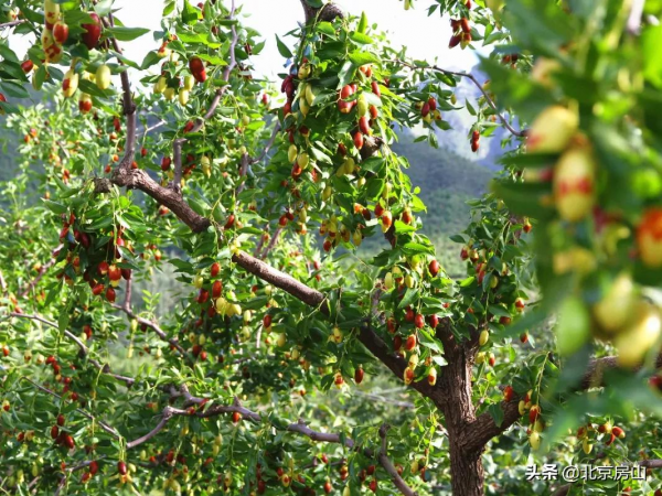 “棗”等您來！房山這裡3000畝菱棗熟啦！