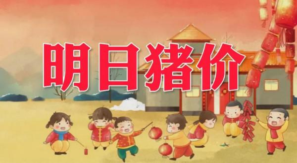 「明日豬價」 2月18日正月十八：強勢反彈！大幅上漲