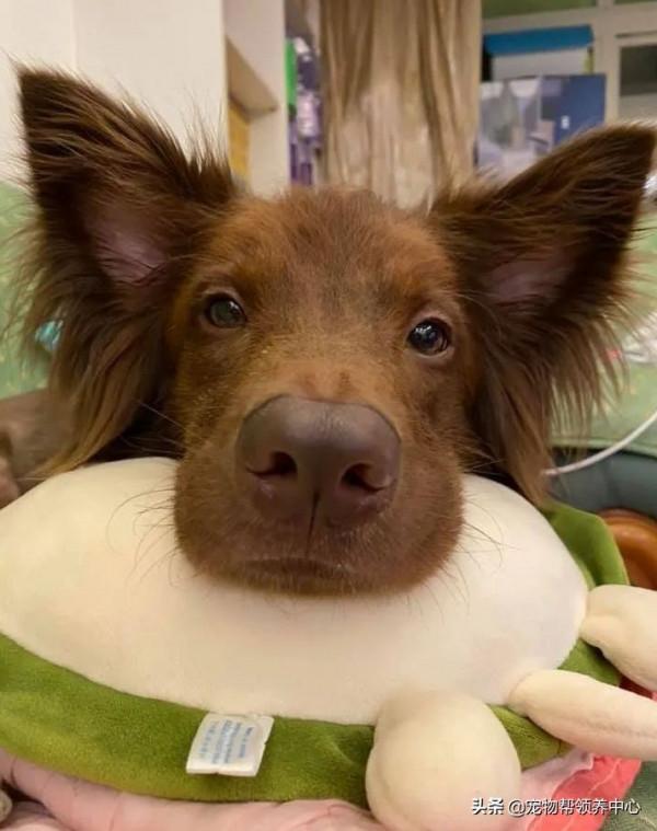 主人遛狗被警察攔截,警察:“這狗犯可愛罪,要拍照留底!” 主人遛狗被警察攔截,警察:“這狗犯可愛罪,要拍照留底!”