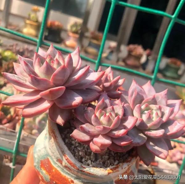 多肉粉藍鳥怎麼養?掌握5點,養出仙氣飄飄的狀態美極了 多肉粉藍鳥怎麼養?掌握5點,養出仙氣飄飄的狀態美極了