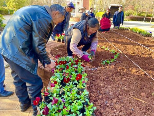 週末又添好去處！白石江公園冬櫻花美醉你