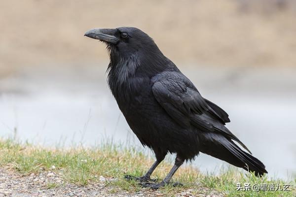 瑞典正在使用聰明的烏鴉清理城市周圍的垃圾