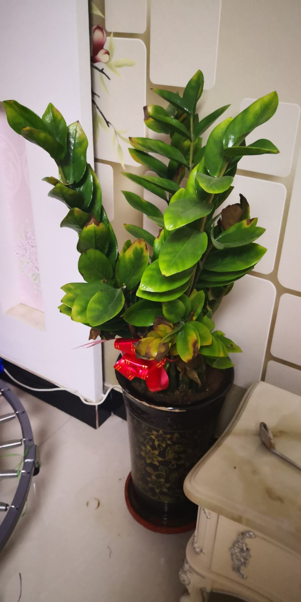 1種花名叫“錢串子”，牢記4個養護口訣，葉子油亮直反光