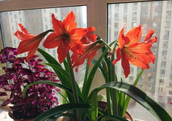 6種&OpenCurlyDoubleQuote;網紅花&rdquo;，喜歡可以買，顏值高，價格實惠，看著就&OpenCurlyDoubleQuote;歡喜&rdquo;