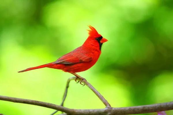 紅色鳥的圖片 紅色鳥的圖片