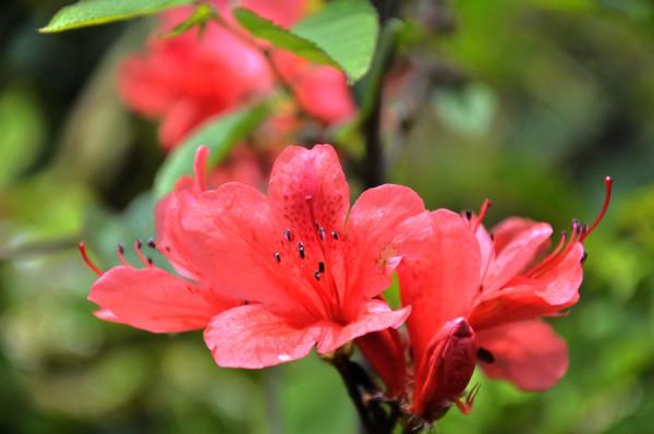 杜鵑小苗為何難栽不易成活,葉子驟然大量變白是何緣故? 杜鵑小苗為何難栽不易成活,葉子驟然大量變白是何緣故?