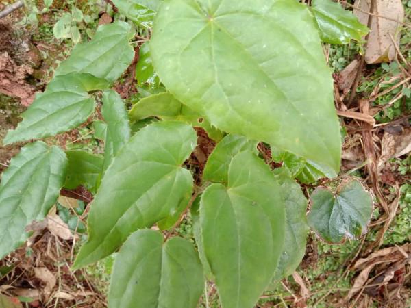 用“三枝九葉草”泡酒,祛風除溼,認識的人當“寶”挖回家 用“三枝九葉草”泡酒,祛風除溼,認識的人當“寶”挖回家