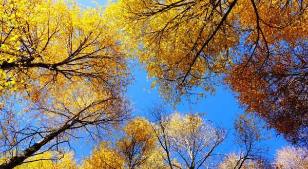 大美秋天！每一張都是桌布