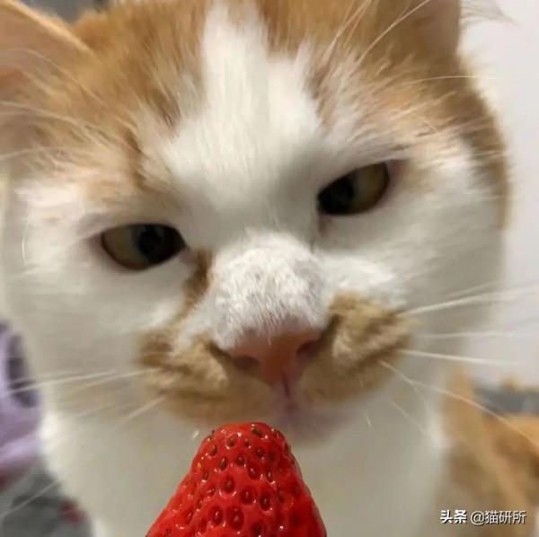 貓咪“鬥雞眼”是咋回事,會影響正常生活嗎? 貓咪“鬥雞眼”是咋回事,會影響正常生活嗎?