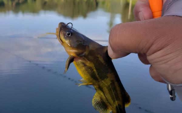 秋天過半，隨著溫度下降這九種魚要釣不到了，朋友們抓緊時間