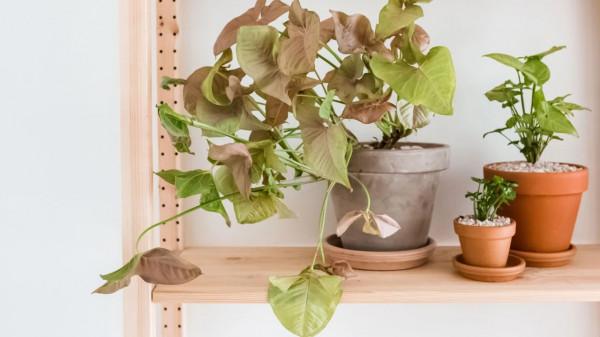 冬季在室內養這幾種花卉，光照不足也影響不大，開花照樣豔麗好看