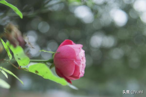 一名月月紅，一名鬥雪紅
