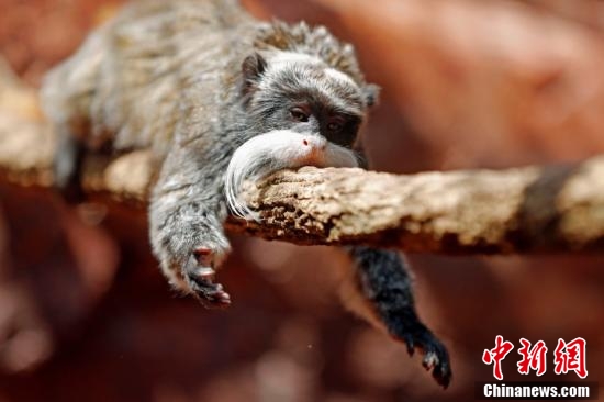 神奇動物在哪裡?反正不在魔法世界 神奇動物在哪裡?反正不在魔法世界