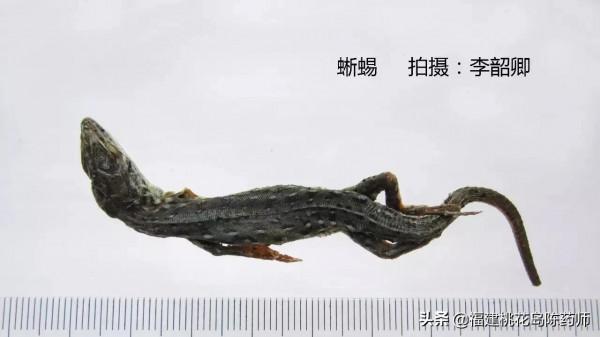 分享李紹卿老師拍攝的三十四種動物藥