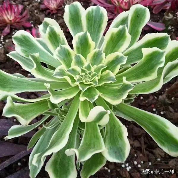 分享——不一樣的多肉