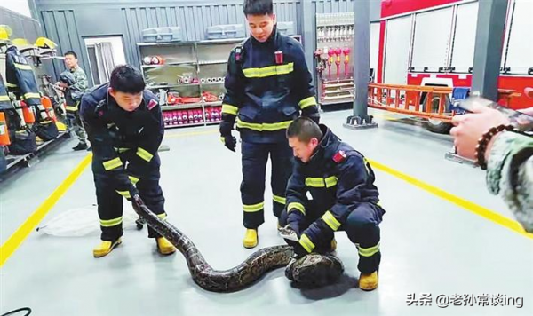 讀報刊,學英語(13):五米巨蟒現身地鐵站旁 讀報刊,學英語(13):五米巨蟒現身地鐵站旁