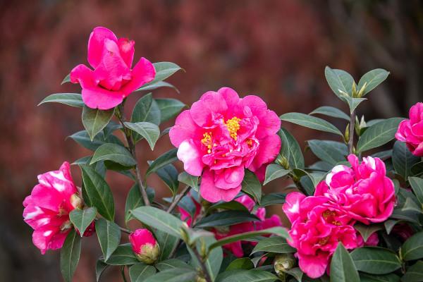 適合秋季養的10種花,代表冬天還能做年宵花,養在家裡紅火喜慶 適合秋季養的10種花,代表冬天還能做年宵花,養在家裡紅火喜慶
