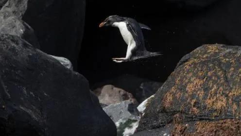 結局是這樣的：我們是如何將獨特的本土企鵝推向滅絕的