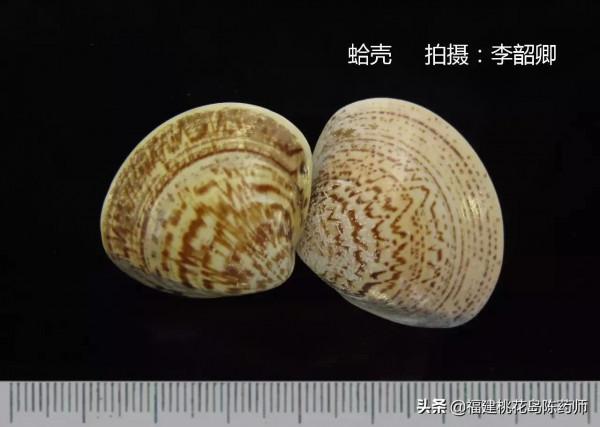 分享李紹卿老師拍攝的三十四種動物藥