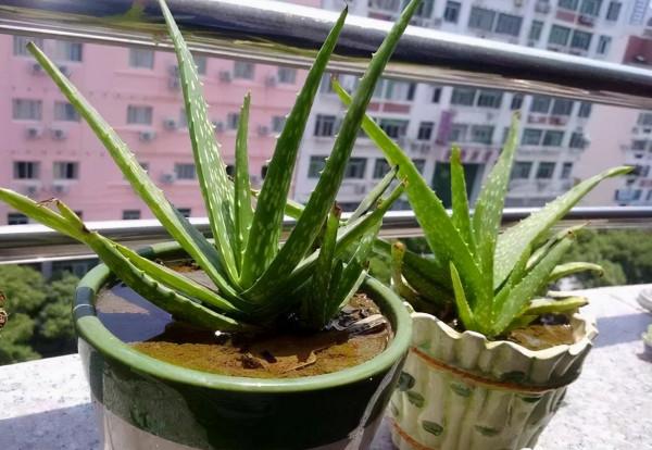 &OpenCurlyDoubleQuote;懶人&rdquo;就養這10種花，一個月不澆水也死不了，多曬少管更健壯