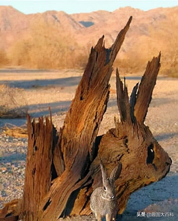 41張“活久未見”的巧合圖片，讓人感覺很難相信這是真的