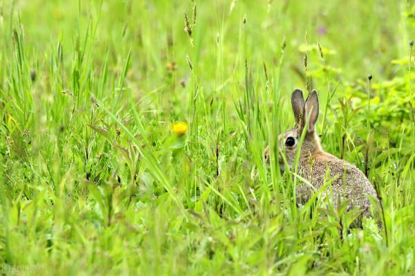 株高7米,畝產30噸,能收割15年的牧草,用來養豬能省不少飼料錢 株高7米,畝產30噸,能收割15年的牧草,用來養豬能省不少飼料錢
