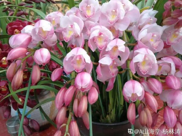 10種旺運花，一個月內要漲價，現在趕緊買