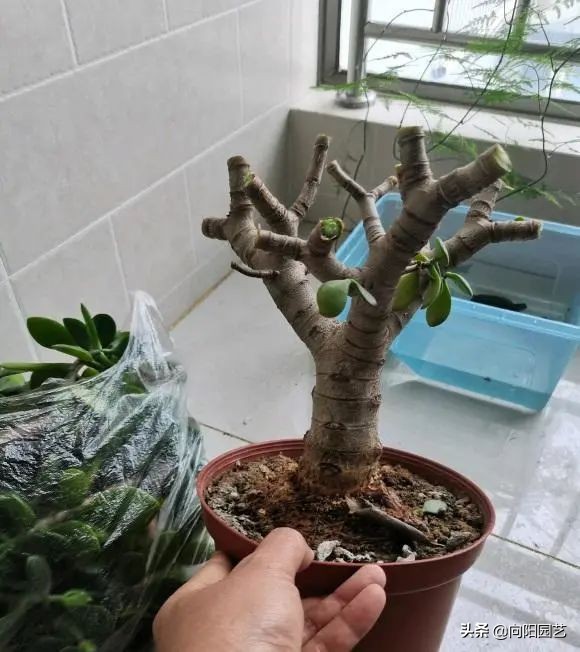 吸財樹，玉樹，動手剪剪枝，株型更美，價格翻倍，一盆值1000