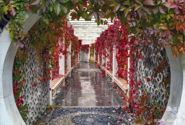 平朔公園的爬山虎