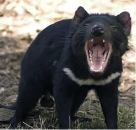 癌症能自行消除？在被稱為“惡魔”動物的身上，科學家發現了秘密