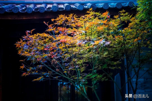 下週立冬，秋天僅剩最後10天，記得做好這3件事，排出體內垃圾