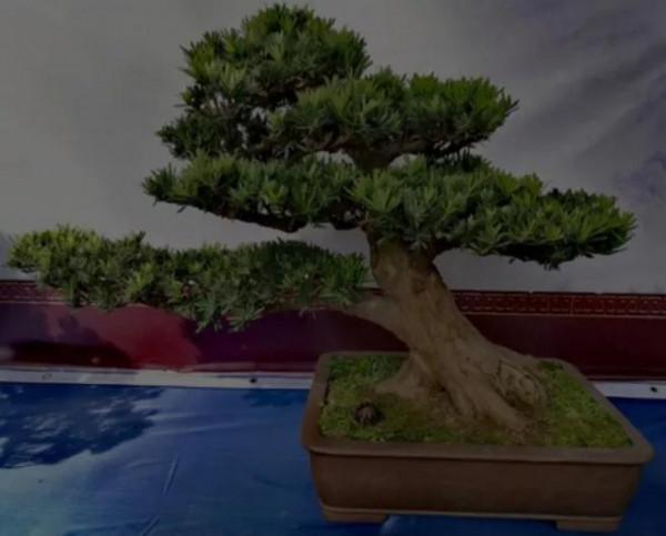 樹姿古雅，婆娑蔥蘢，蒼勁挺拔四季長青盆栽精美的羅漢松請您鑑賞