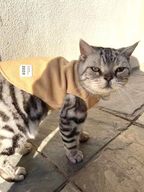 穿上馬甲我就不認識你了？