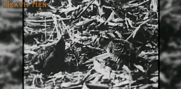 這28種動物，我們無緣再見，在殖民時期它們滅絕了，連照片都沒有